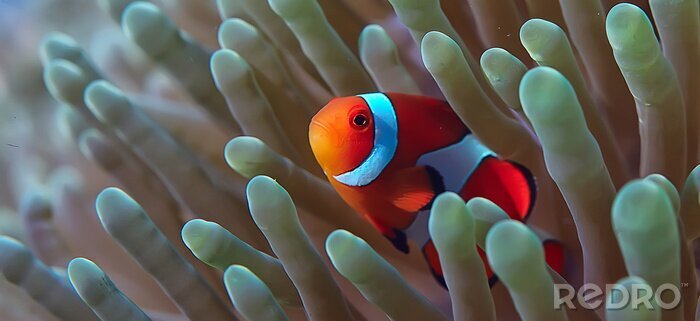 Fotobehang Een kleine vis tussen het koraalrif