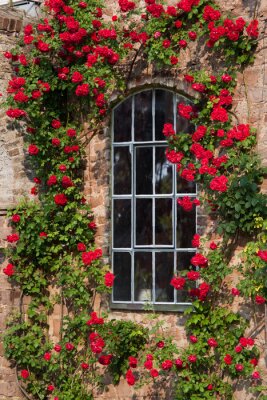 Een klimplant van rozen omlijst het raam