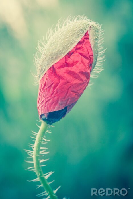 Fotobehang Een knop van een rode bloem