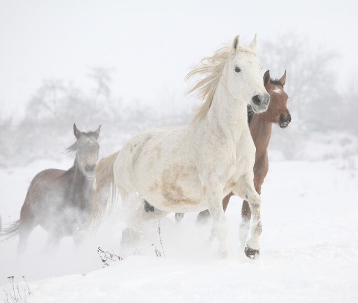 Fotobehang Een kudde paarden die in de winter galoppeert.