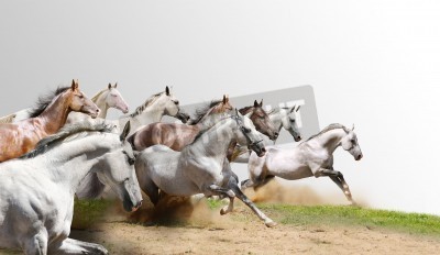 Fotobehang Een kudde paarden die racen