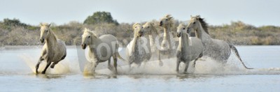 Fotobehang Een kudde rennende wilde paarden