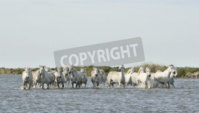 Fotobehang Een kudde witte paarden in het water