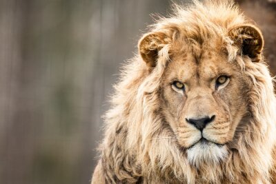 Een leeuw die in de verte staart