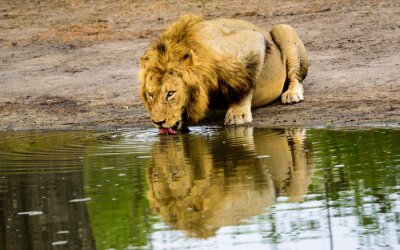 Een leeuw drinkwater