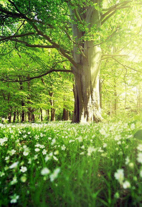 Fotobehang Een loofbos in de lente, vol frisgroen.