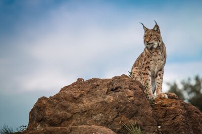 Fotobehang Een lynx op een steen tegen een blauwe lucht