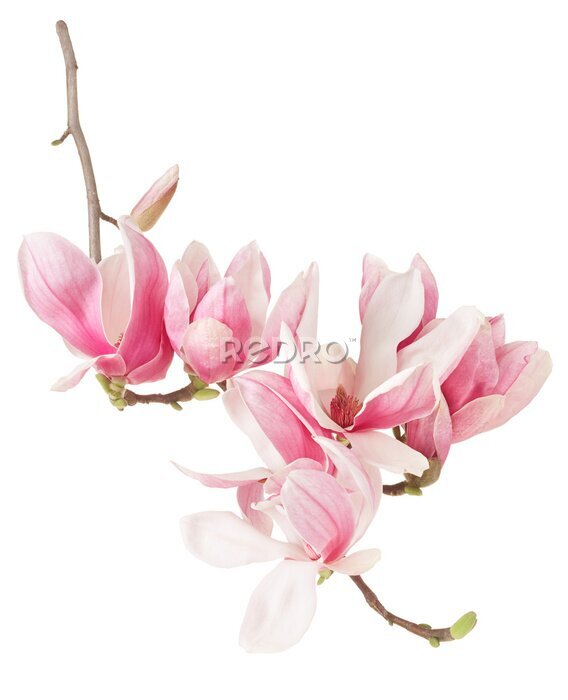 Fotobehang Een magnoliatak op een lege achtergrond