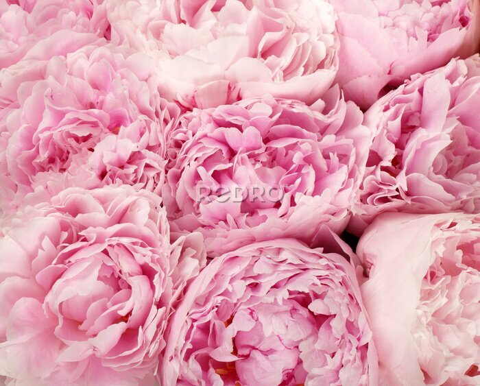 Fotobehang Een mand met roze pioenrozen