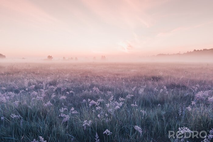 Fotobehang Een mistige zonsopgang boven een bloemenweide