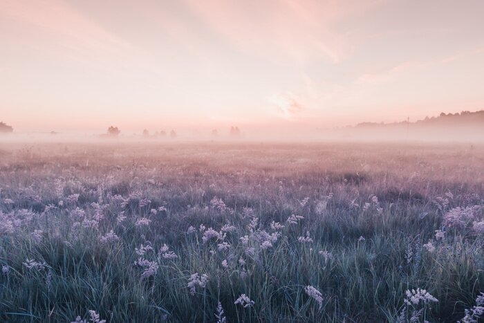 Fotobehang Een mistige zonsopgang boven een bloemenweide