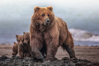 Fotobehang Een moederbeer met haar welpen in hun natuurlijke habitat