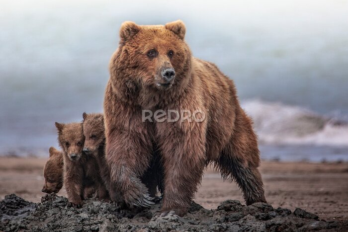 Fotobehang Een moederbeer met haar welpen in hun natuurlijke habitat
