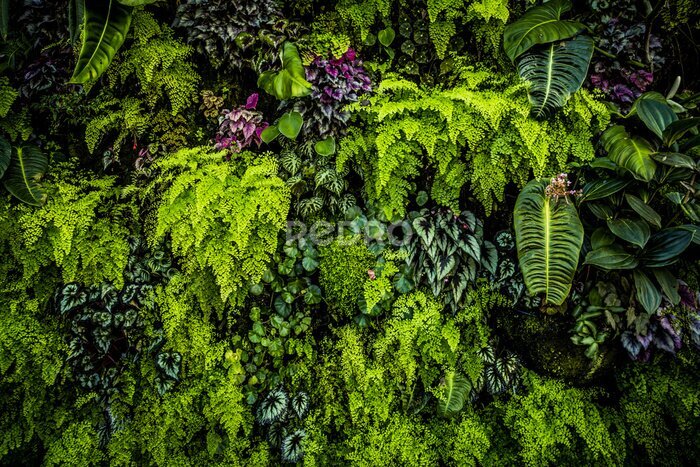 Fotobehang Een muur bedekt met groene planten