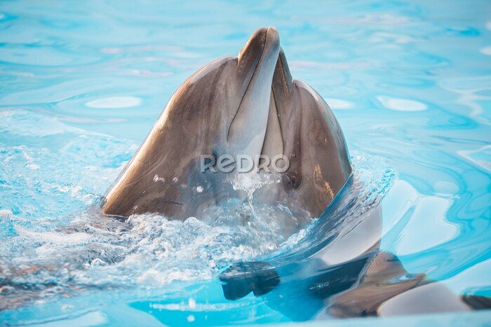 Fotobehang Een paar dolfijnen in het water