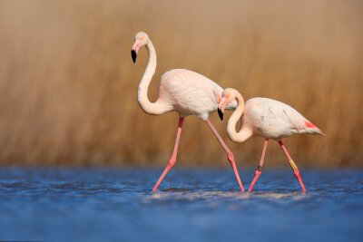 Een paar flamingo's die in het water waden