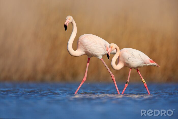 Fotobehang Een paar flamingo's die in het water waden