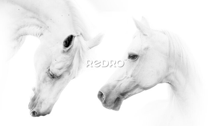 Fotobehang Een paar mooie paarden op een witte achtergrond
