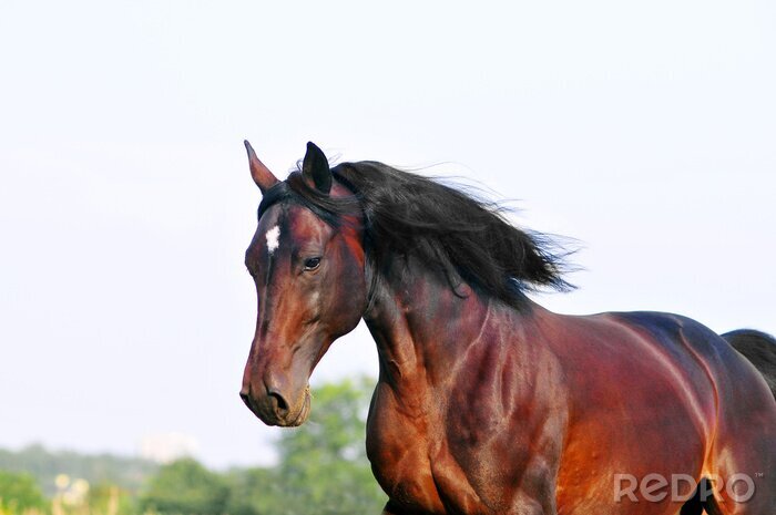 Fotobehang Een paard dat schittert in de zon