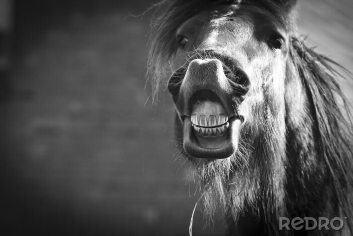 Fotobehang Een paard dat zijn tanden laat zien