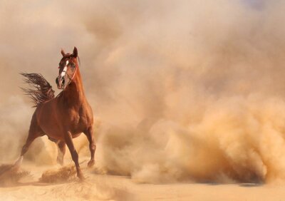Fotobehang Een paard in de woestijnaura