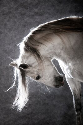 Fotobehang Een paard in de zon