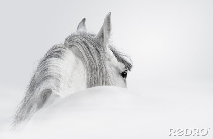 Fotobehang Een paard in een mysterieuze pose