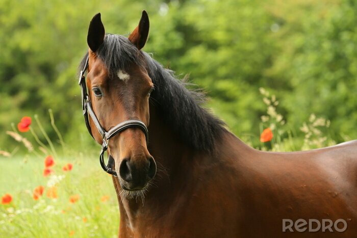 Fotobehang Een paard in een weiland met klaprozen