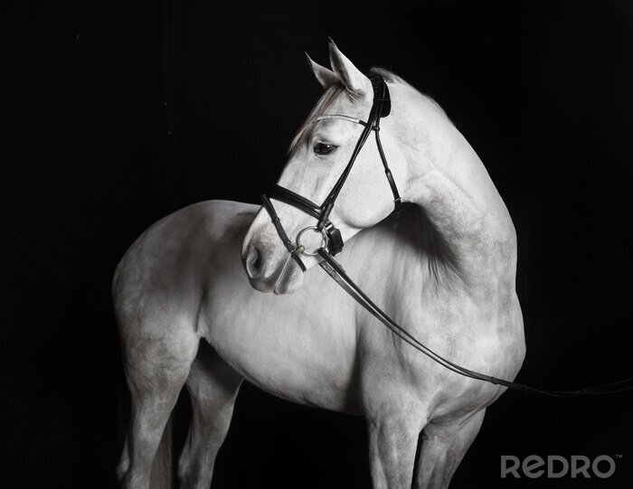 Fotobehang Een paard in zwart-wit