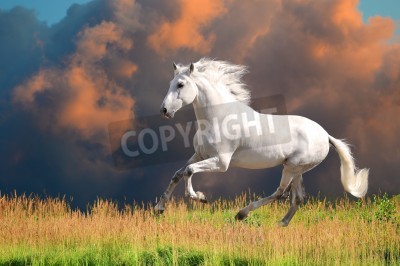 Fotobehang Een paard op de achtergrond van rode wolken