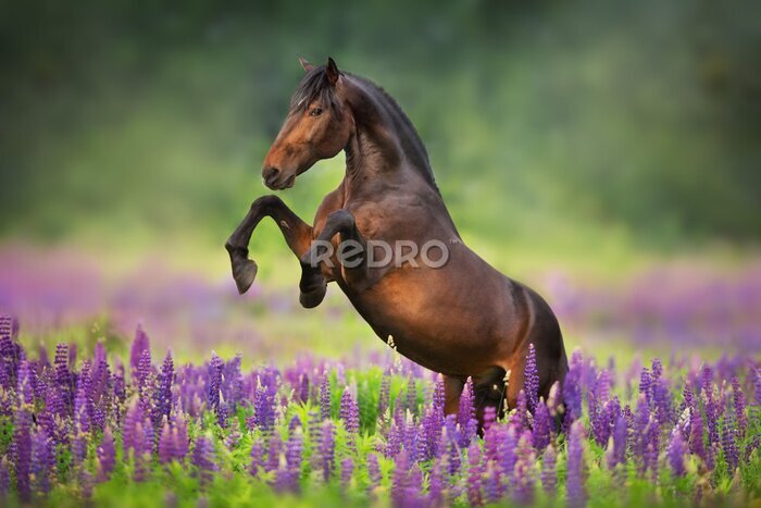 Fotobehang Een paard steigert in een lavendelveld