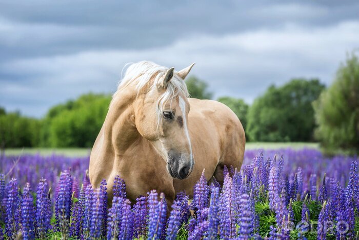 Fotobehang Een paard tussen paarse bloemen