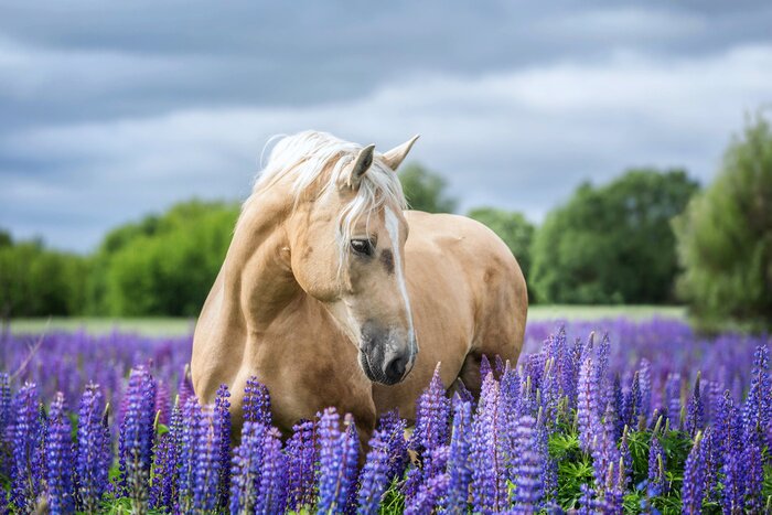 Fotobehang Een paard tussen paarse bloemen
