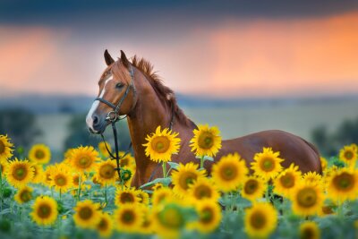 Fotobehang Een paard tussen zonnebloemen