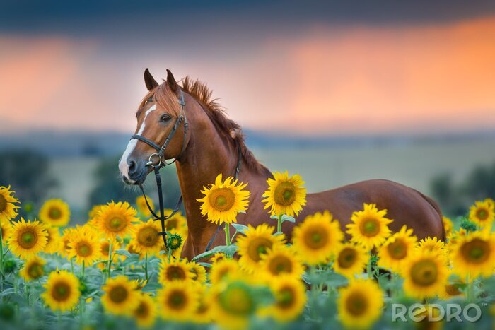 Fotobehang Een paard tussen zonnebloemen
