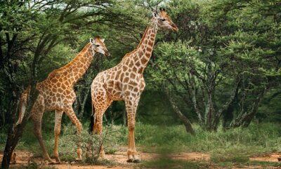 Fotobehang Een paartje giraffen op de achtergrond van groene vegetatie