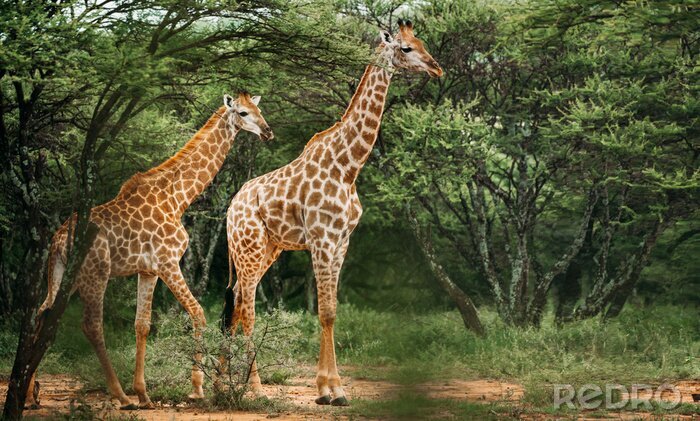 Fotobehang Een paartje giraffen op de achtergrond van groene vegetatie