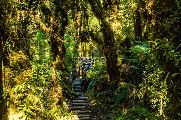 Fotobehang Een pad diep het regenwoud in