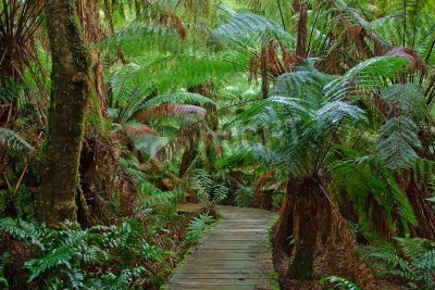 Fotobehang Een pad door de Australische jungle