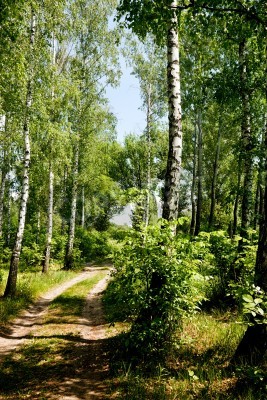 Fotobehang Een pad door een berkenbos