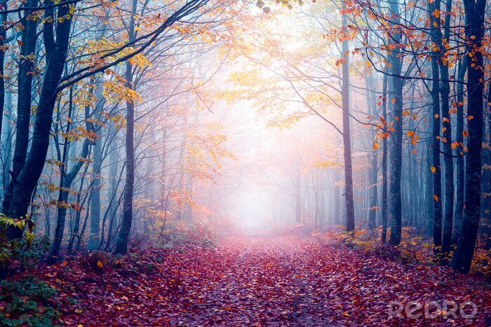 Fotobehang Een pad in een mistig bos