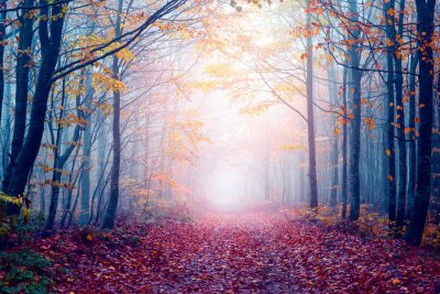 Fotobehang Een pad in een mistig bos