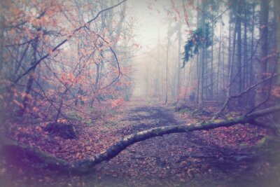 Een pad in een mistig herfstbos