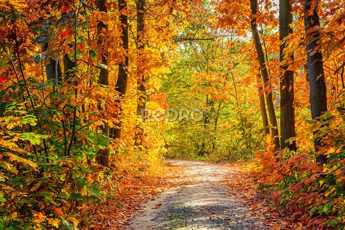 Fotobehang Een pad in het herfstbos