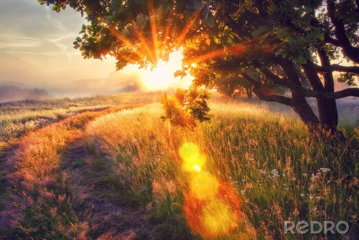Fotobehang Een panorama van de weide, badend in de ochtendstralen