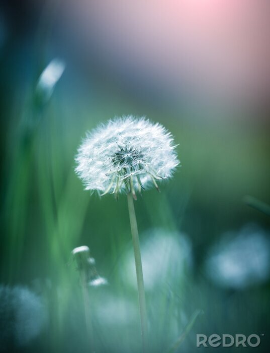 Fotobehang Een pluizige bloem verborgen in het gras
