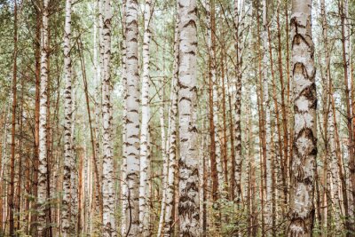 Fotobehang Een realistisch bos vol berken