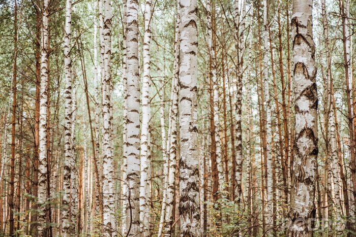Fotobehang Een realistisch bos vol berken