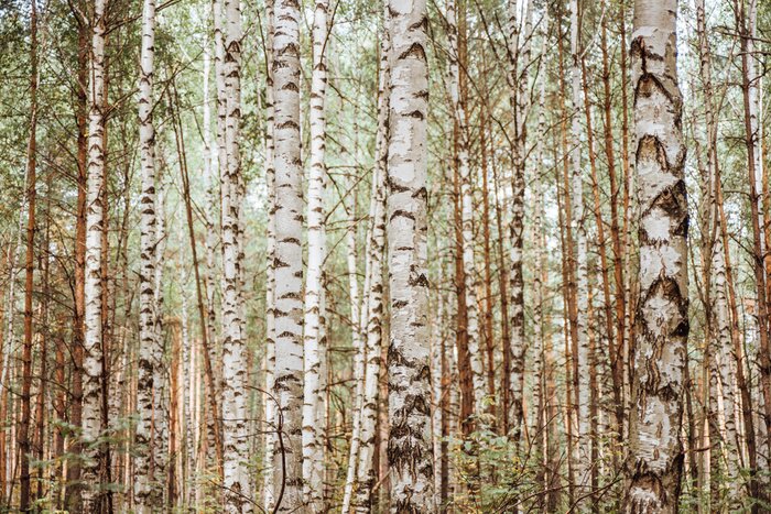 Fotobehang Een realistisch bos vol berken