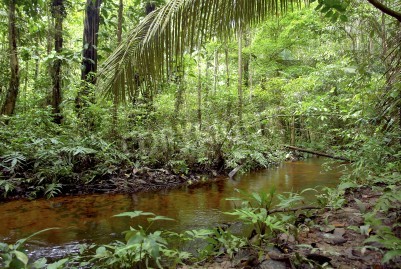 Fotobehang Een rivier door de jungle